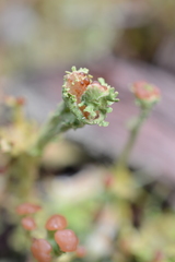 Cladonia ecmocyna