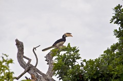 Anthracoceros coronatus