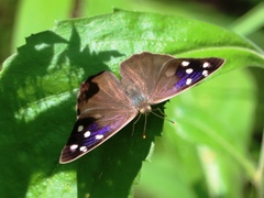 Eunica monima modesta