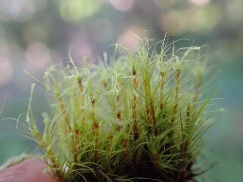 Image of Dicranodontium denudatum by no rights reserved
