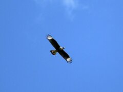 Caracara plancus image