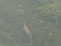 Odocoileus hemionus sitkensis