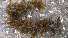 Sargassum scabridum