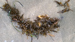 Sargassum scabridum