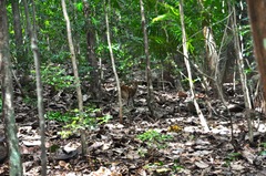 Muntiacus vaginalis