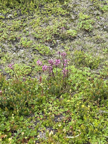 Image of Pedicularis ornithorhynchos by no rights reserved