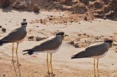 Vanellus malabaricus