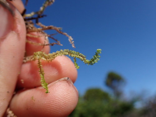 Image of Anastrepta orcadensis by no rights reserved