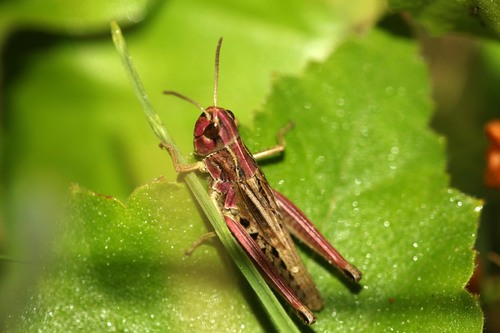 Pievinis skėriukas nuotrauka