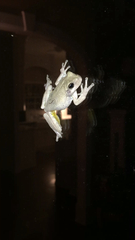 Hyla chrysoscelis