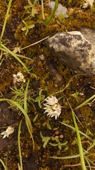 Allium brandegeei