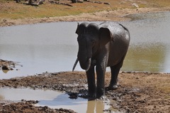 Elephas maximus maximus