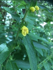 Dasistoma macrophylla