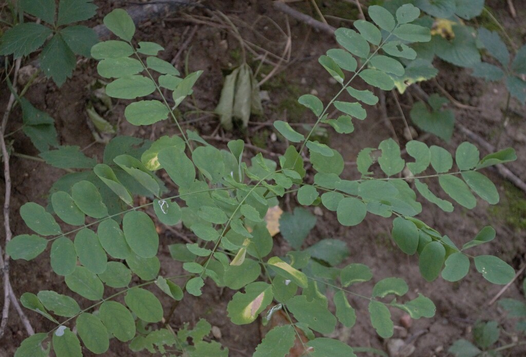 black locust from Blair, NE 68008, USA on August 22, 2024 at 01:27 PM ...