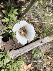 Calochortus ambiguus