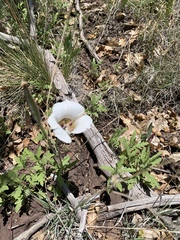 Calochortus ambiguus