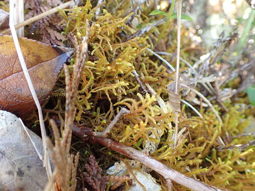 Image of Mastigophora woodsii by no rights reserved