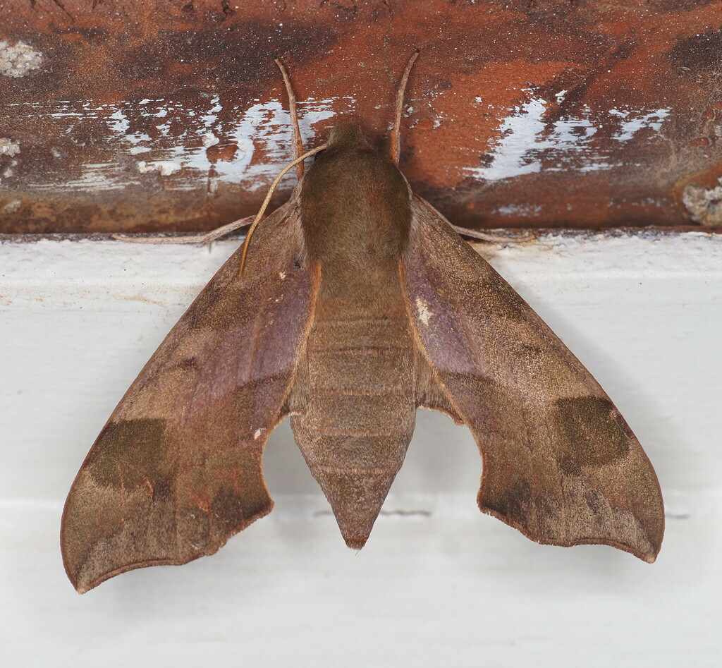 Virginia Creeper Sphinx from Goldfinch Ct, Norman, OK, US on August 22 ...