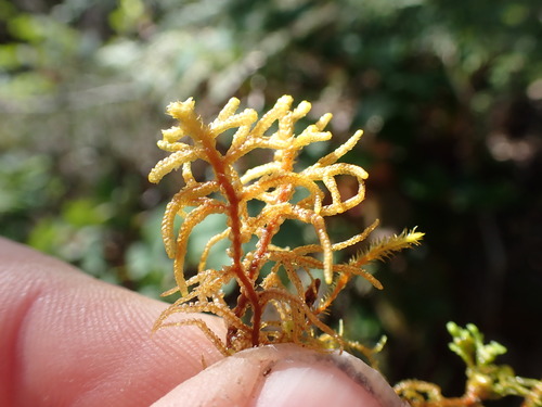 Image of Mastigophora woodsii by no rights reserved