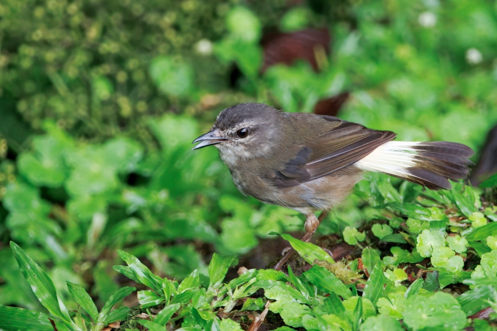 Buff-rumped Warbler photo