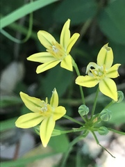 Triteleia ixioides ixioides