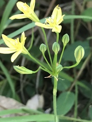 Triteleia ixioides ixioides