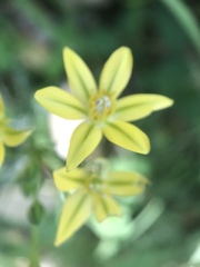 Triteleia ixioides ixioides
