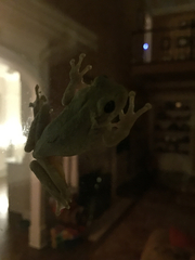 Hyla chrysoscelis
