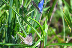 Glaucopsyche lygdamus image