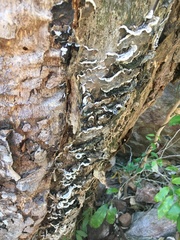 Auricularia mesenterica