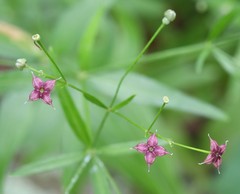 Galium arkansanum