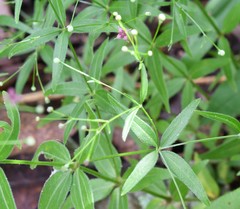 Galium arkansanum