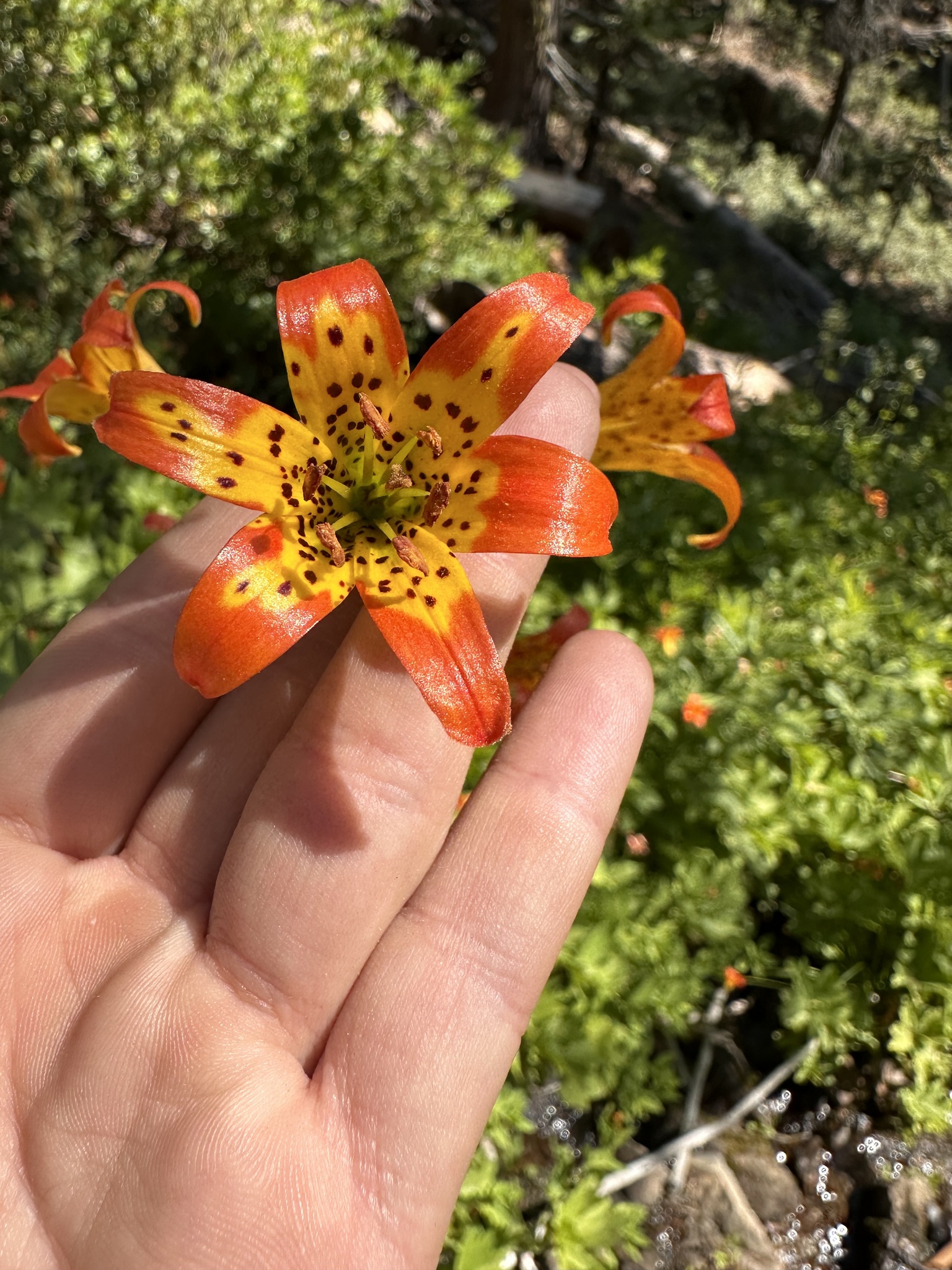 Lilium parvum