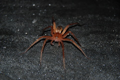 Dolomedes sulfureus