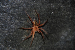 Dolomedes sulfureus