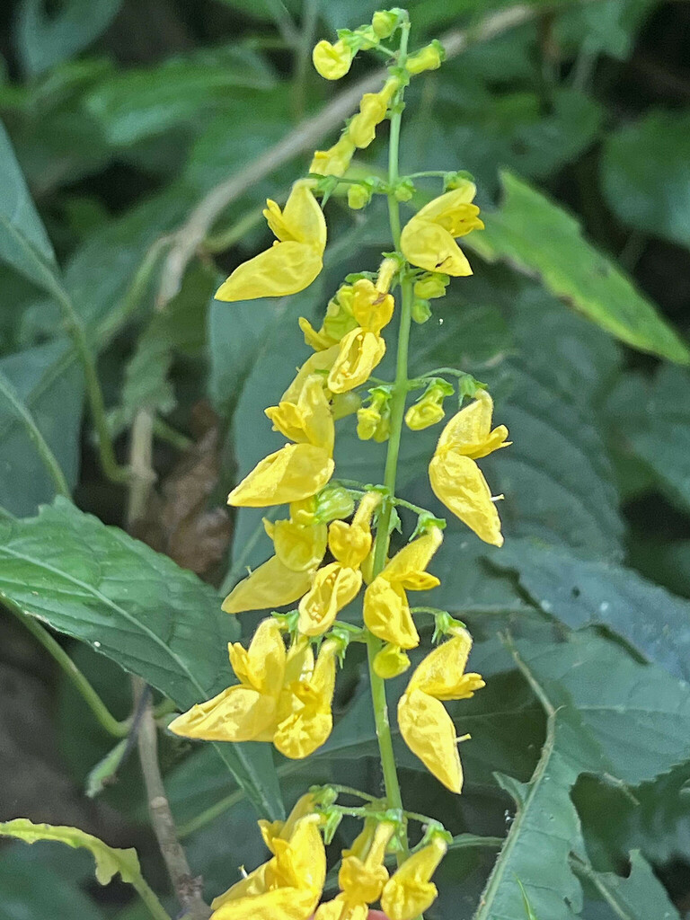 Melleri Spurflower