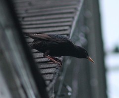 Sturnus vulgaris
