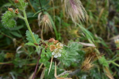 Phacelia malvifolia