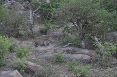 Panthera pardus kotiya