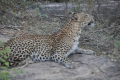 Panthera pardus kotiya