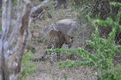 Panthera pardus kotiya