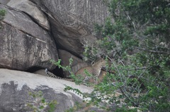 Panthera pardus kotiya