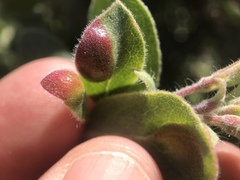 Exobasidium arctostaphyli