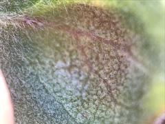 Exobasidium arctostaphyli