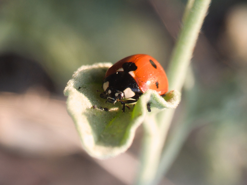 Ladybug