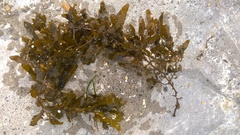 Sargassum scabridum