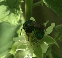 Augochloropsis viridula