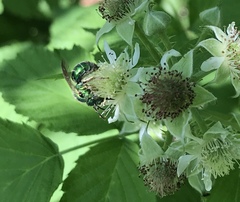 Augochloropsis viridula