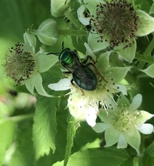 Augochloropsis viridula