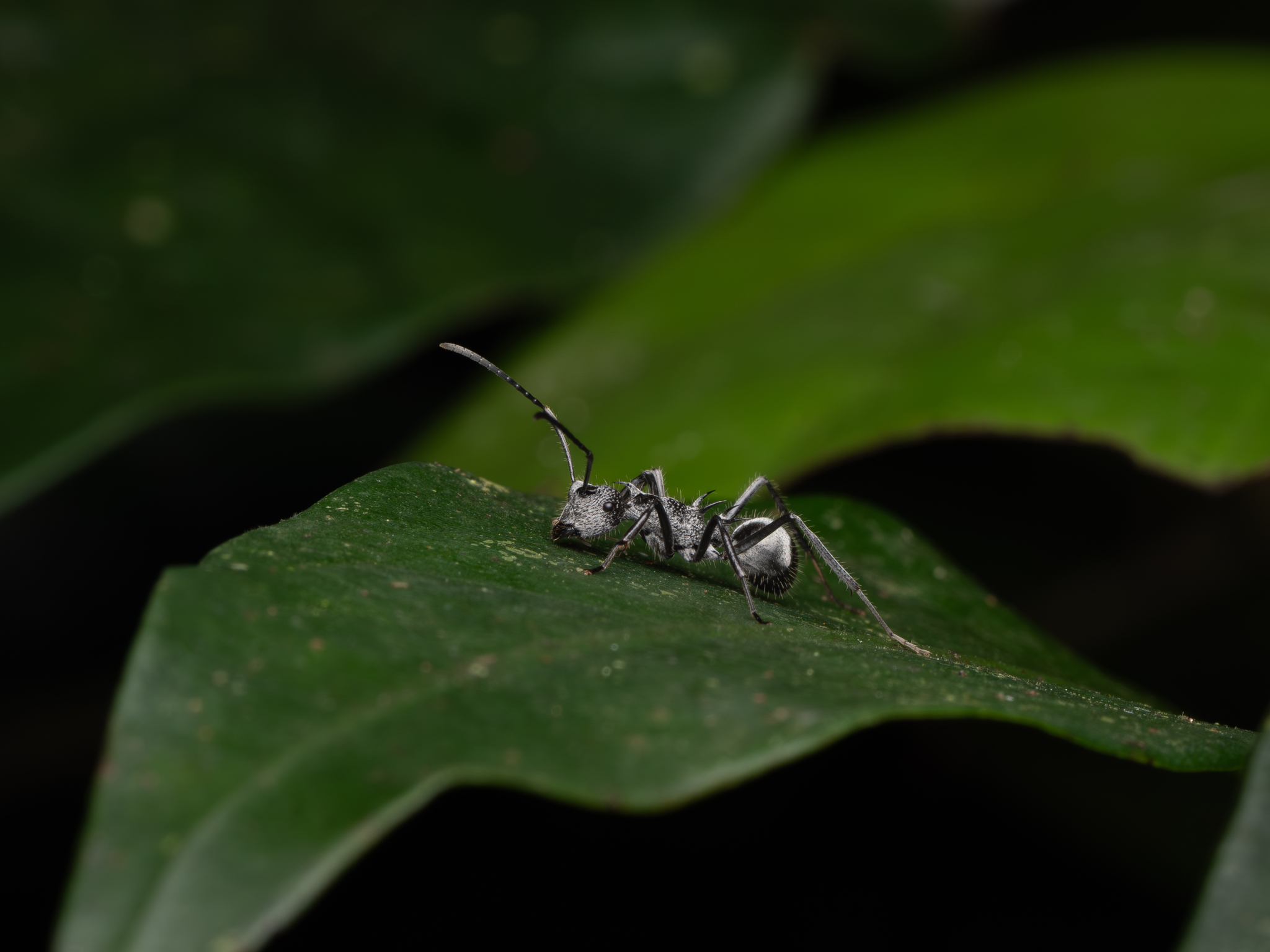 Polyrhachis salebrosa